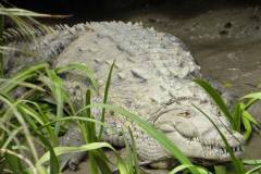 Costa-Rica-Crocodile