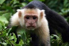 Palo-Verde-Monkey