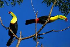 Palo-Verde-Toucans