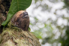 Sloths-Tour-Costa-Rica