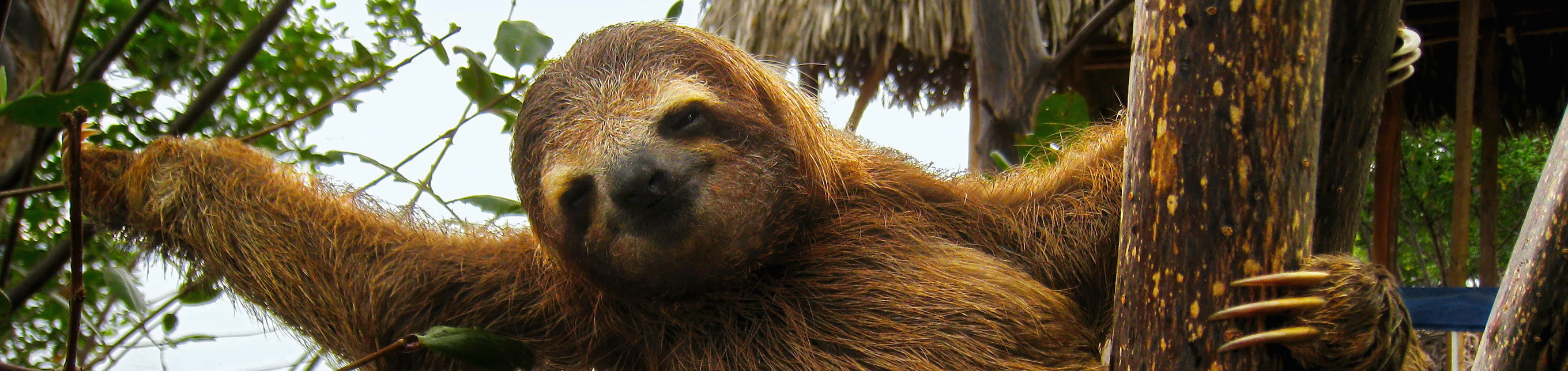 Happy baby sloth