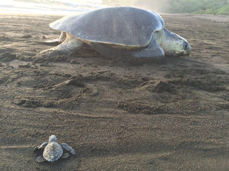 Costa Rica turtle nesting