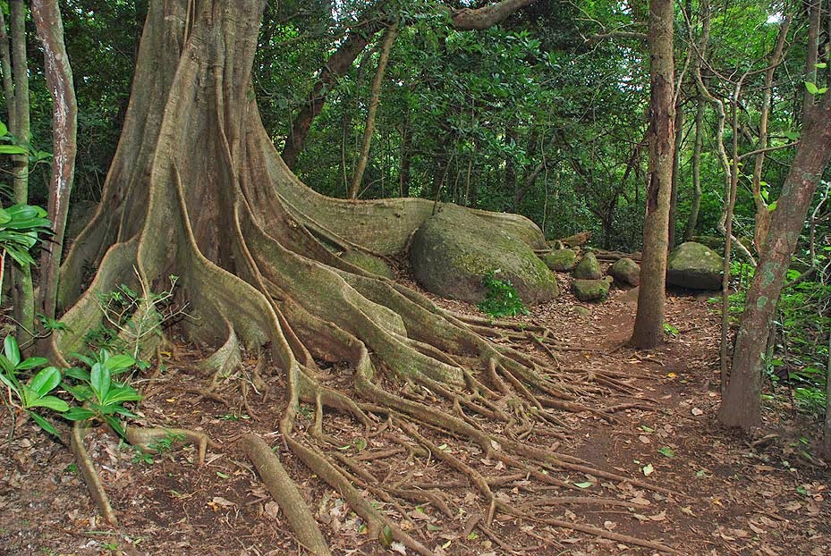 Rincon de la Vieja dry forest hike